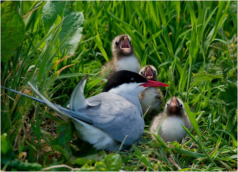 Chris Brooks - Artic Tern chicks.jpg